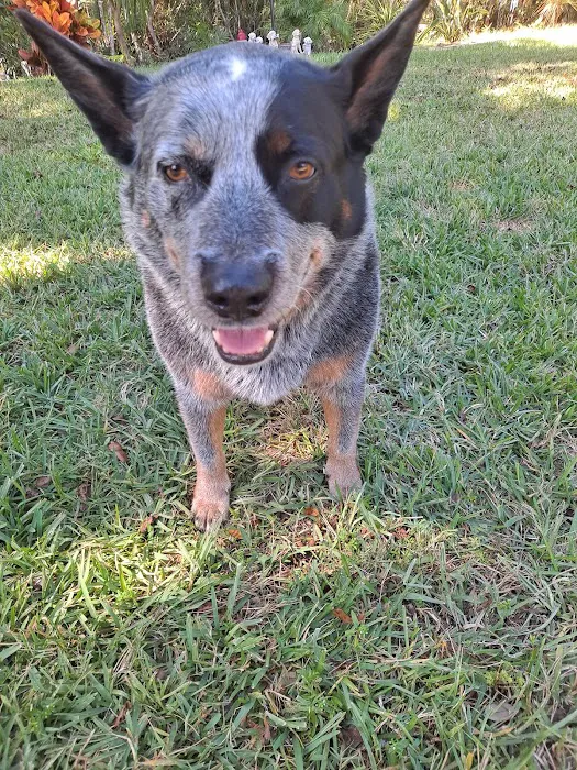 Animal Clinic of New Smyrna 5