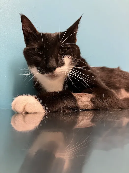 Lake Nona Animal Clinic 9