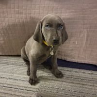 Lake Nona Animal Clinic ico