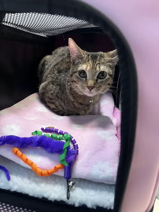 Lake Nona Animal Clinic 7