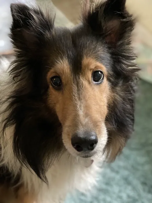 Animal Wellness Center 4