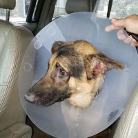 Animal Wellness Center ico
