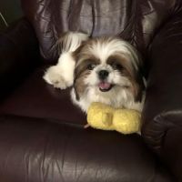 Animal Medical Center ico