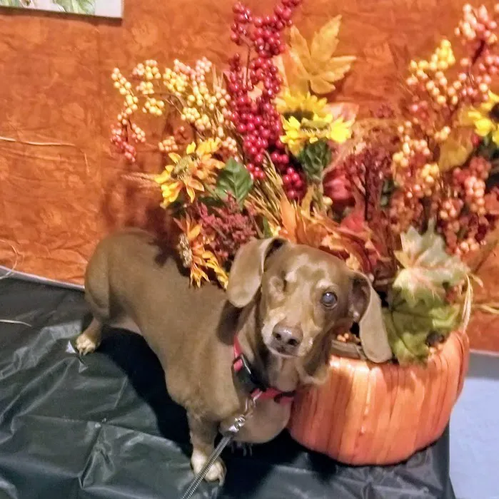 Animal Medical Center 12