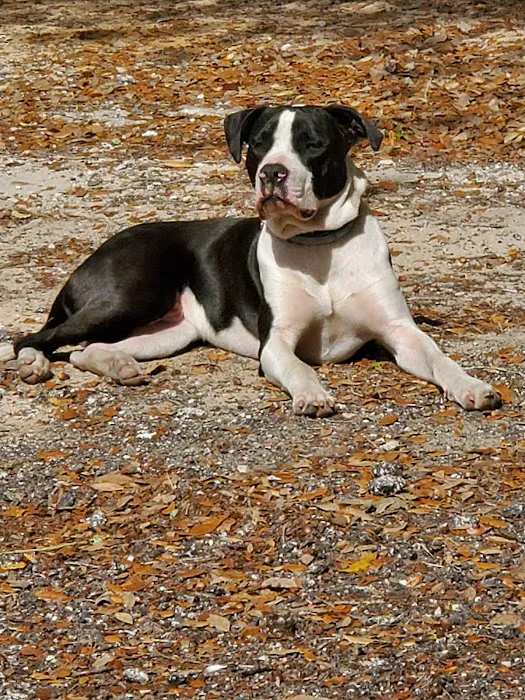 Eustis Veterinary Hospital 12