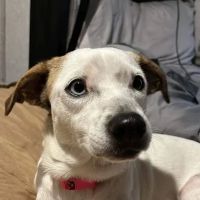 Eustis Veterinary Hospital ico