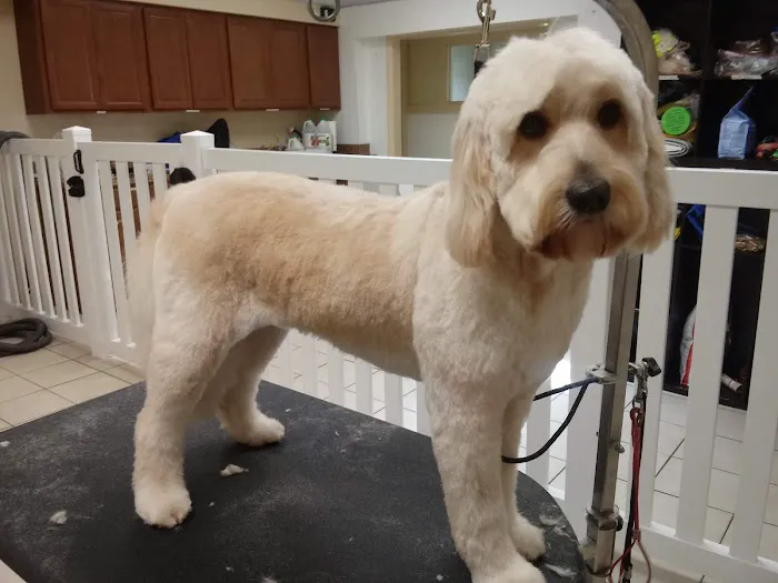 VCA DeLand Pet Resort 5