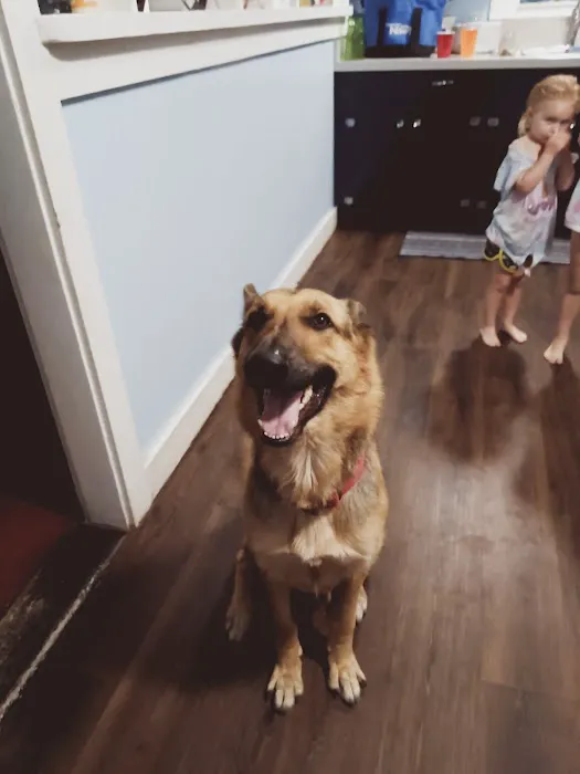VCA DeLand Pet Resort 7