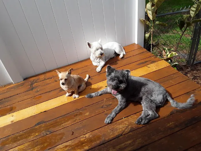 VCA DeLand Pet Resort 2