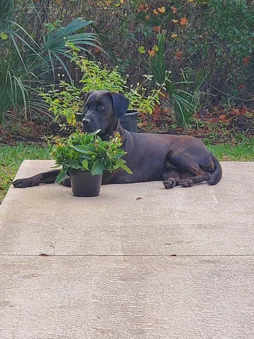 Florida Veterinary Rehabilitation 12
