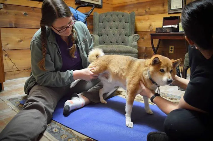 Florida Veterinary Rehabilitation 12