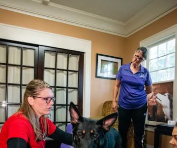 Florida Veterinary Rehabilitation