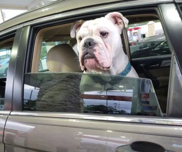 Paradise Animal Clinic of Daytona