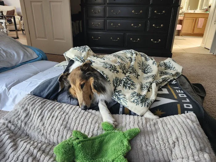 New Smyrna Beach Animal Medical Center 2