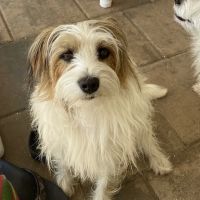 New Smyrna Beach Animal Medical Center ico