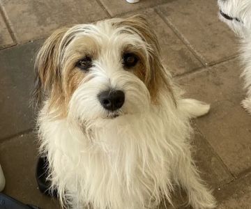New Smyrna Beach Animal Medical Center