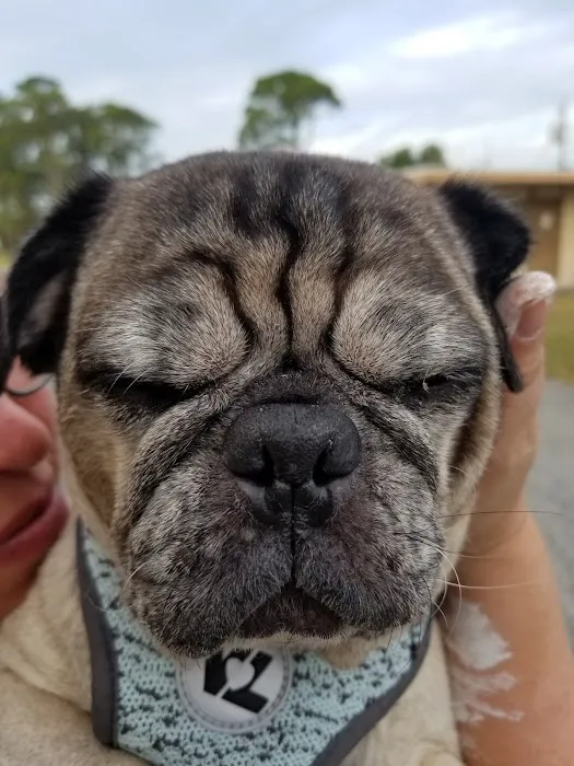 Animal Care Clinic of Titusville 12