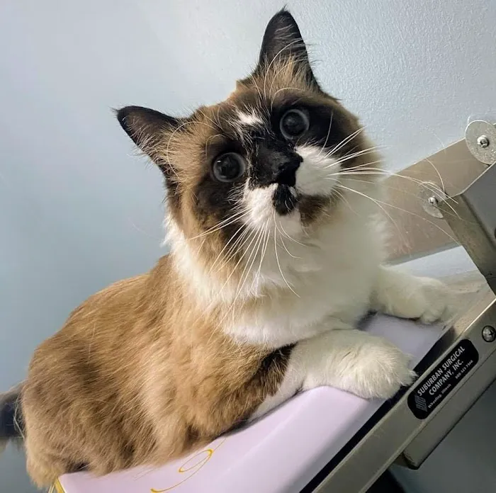easyvet Veterinarian Magnolia 12