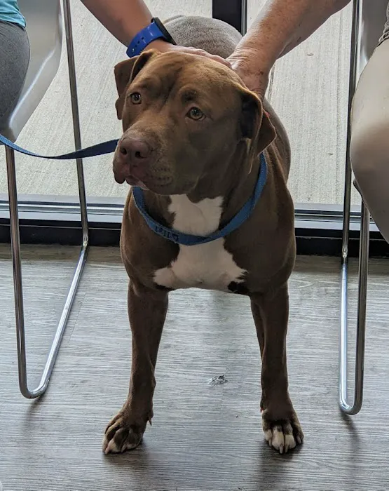 easyvet Veterinarian Magnolia 12