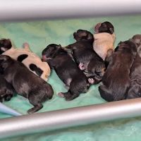 Sumter Mobile Veterinary Service ico