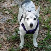 Bushnell Animal Clinic ico