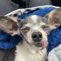Heart of Florida Animal Hospital & Pet Resort ico