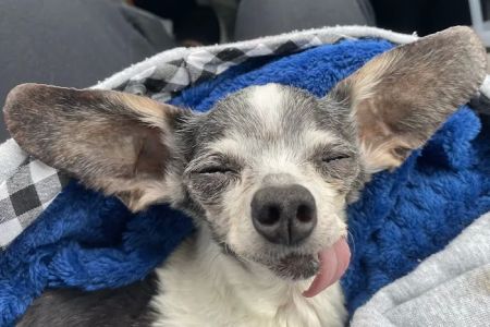Heart of Florida Animal Hospital & Pet Resort
