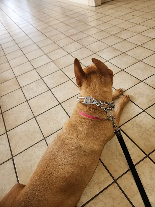 Heart of Florida Animal Hospital & Pet Resort 12