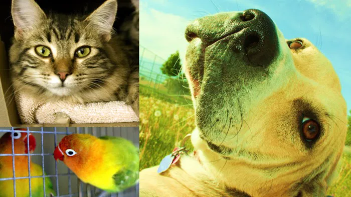 Heart of Florida Animal Hospital & Pet Resort 12