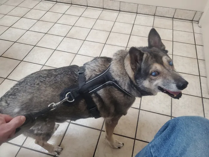 Heart of Florida Animal Hospital & Pet Resort 12