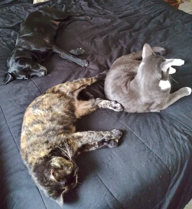 Umatilla Animal Hospital 1