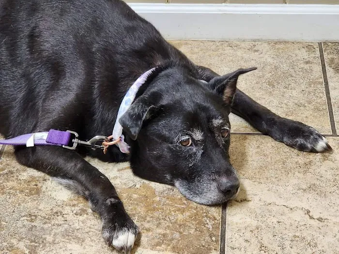 Umatilla Animal Hospital 7