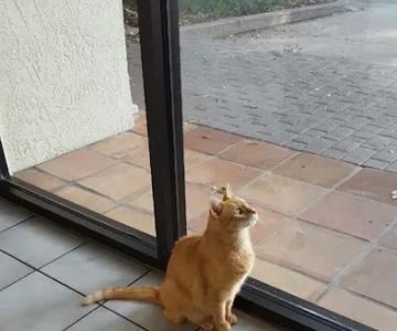 Village Veterinarian