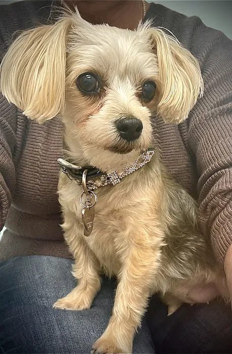 Village Veterinarian 7