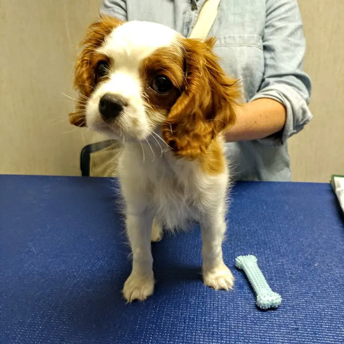 Animal Clinic of Lady Lake 12