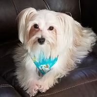 Animal Clinic of Lady Lake ico