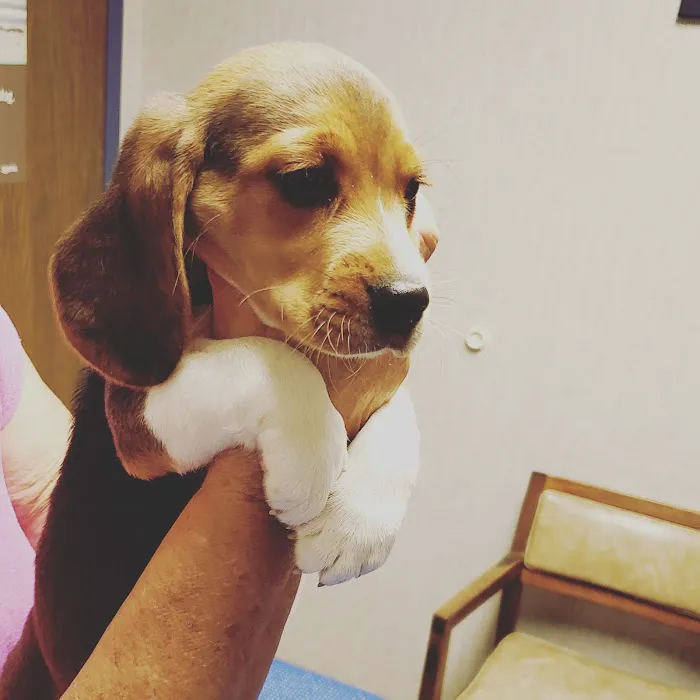 Animal Clinic of Lady Lake 12