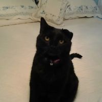 Colony Plaza Animal Hospital ico