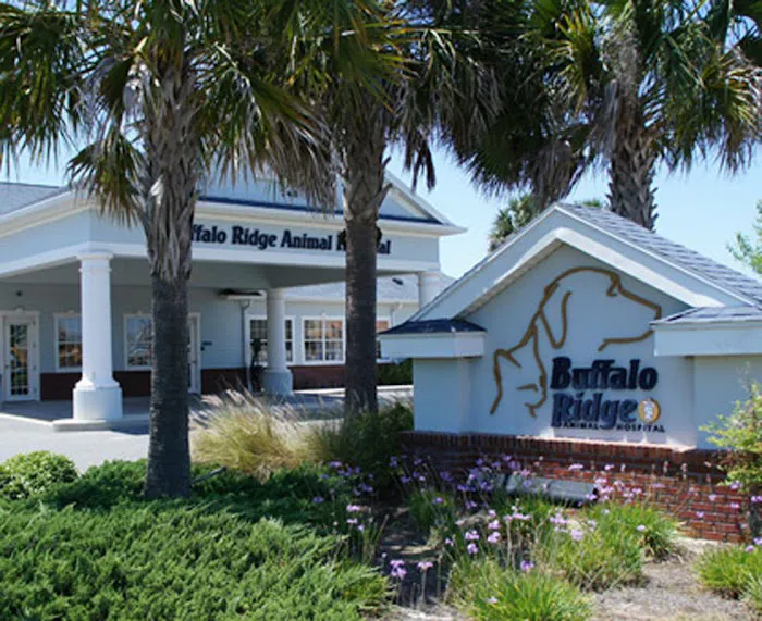 VCA Buffalo Ridge Animal Hospital 12