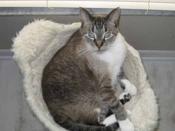 VCA Buffalo Ridge Animal Hospital 12