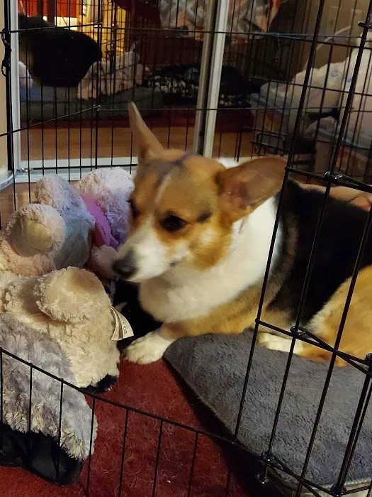 Outback Animal Clinic 2