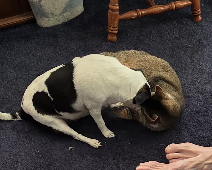 Outback Animal Clinic 1