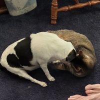 Outback Animal Clinic ico