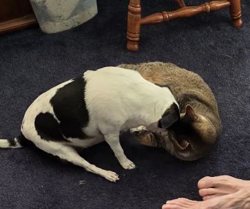 Outback Animal Clinic