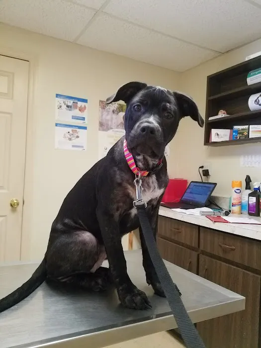 Haines City Pet Hospital 12