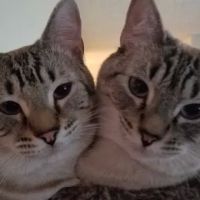 Haines City Pet Hospital ico