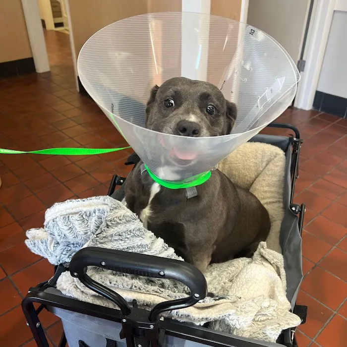 Auburndale Veterinary Clinic 10