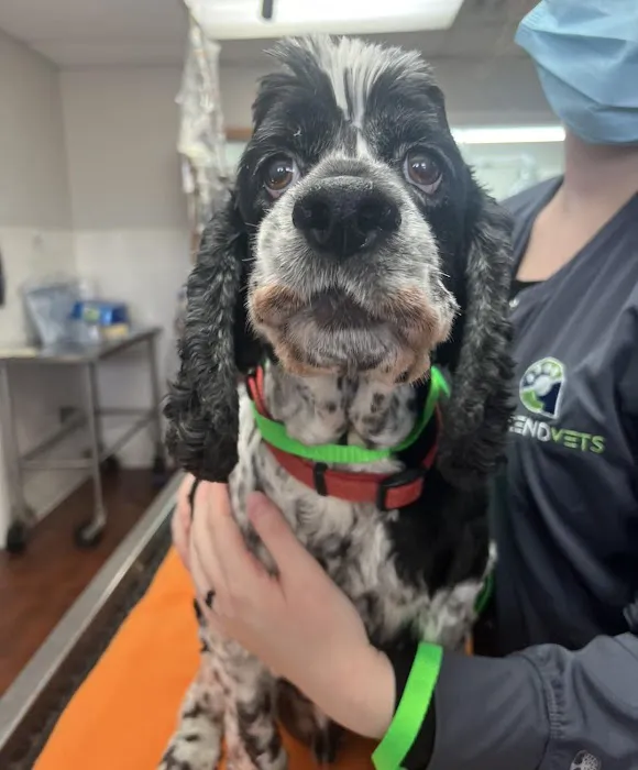 Auburndale Veterinary Clinic 8