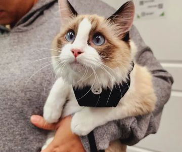 Clinica veterinaria