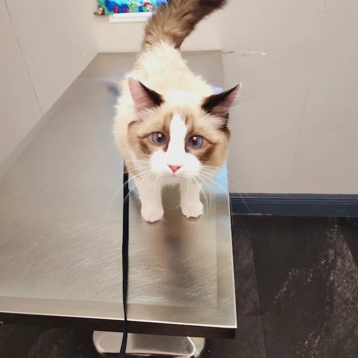 Clinica veterinaria 12